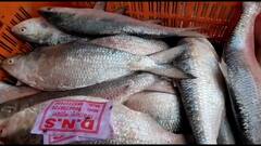 Hilsha Fish: মিলল সুখবর, এই মরশুমের প্রথম ইলিশ পাওয়া গেল দিঘা মোহনায়
