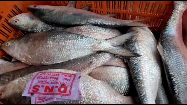 বৃষ্টি ঢুকে পড়েছিল বেশ কিছুদিন আগেই। কিন্তু তার দেখা পাওয়া যাচ্ছিল না। বৃষ্টি পড়লেও পাতে শুধু খিচুড়িই থাকছিল, ইলিশ আর সঙ্গী হচ্ছিল না। কারণ সেভাবে ইলিশ উঠছিলই না। অবশেষে মিলল সুখবর। এই মরশুমের প্রথম ইলিশ পাওয়া গেল দিঘা মোহনায়।