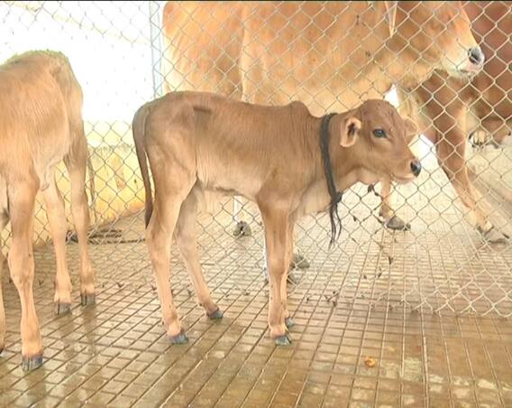 Calfs Born Through Surrogacy in Tirupati : గోసంకర్షణలో టీటీడీ ప్లాన్ సూపర్ సక్సెస్ | ABP Desam