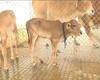 Calfs Born Through Surrogacy in Tirupati : గోసంకర్షణలో టీటీడీ ప్లాన్ సూపర్ సక్సెస్ | ABP Desam