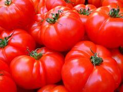 टमाटर हुआ और लाल, ढाई हजार तक बिक रही 22 किलो की क्रेट