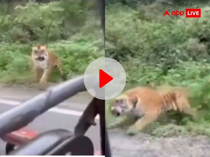 Tiger Suddenly started roaring near tourists people running away viral video Viral Video: अचानक टूरिस्टों के पास आकर दहाड़ने लगा बाघ, देखिए जान बजाने के लिए कैसे भागे लोग, वीडियो डरा देगा