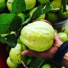 Guava Benefits : पेरू तर सगळेच खातात, पण पेरूचे आश्चर्यकारक फायदे माहित आहे का?