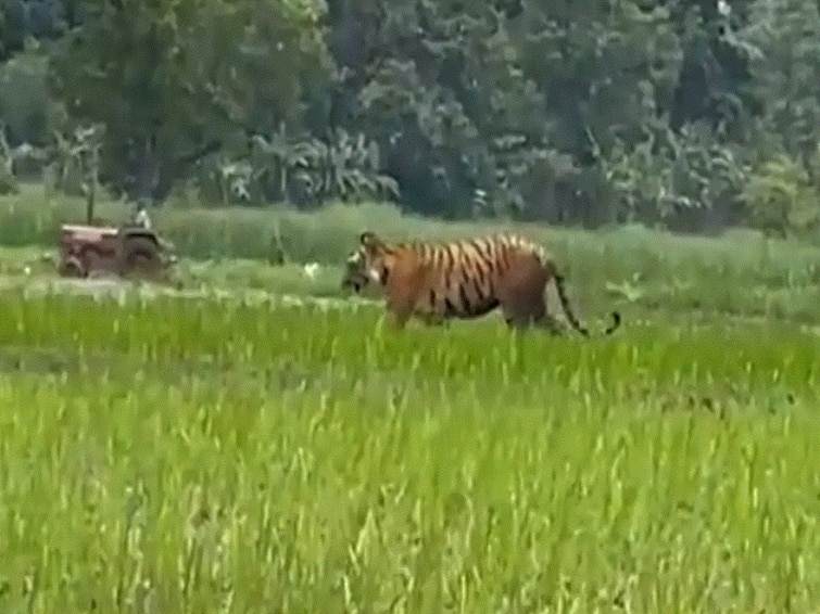 Tiger Walks Past Farmer Ploughing His Field In UP, Video Goes Viral. Watch Tiger Walks Past Farmer Ploughing His Field In UP, Video Goes Viral. Watch