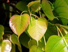 Somvati Amavasya 2023: ਸੋਮਵਤੀ ਮੱਸਿਆ 'ਤੇ ਭੁੱਲ ਕੇ ਵੀ ਨਾ ਕਰੋ ਇਹ ਕੰਮ, ਦੂਰ ਹੋ ਜਾਣਗੀਆਂ ਪਰਿਵਾਰ ਦੀਆਂ ਖ਼ੁਸ਼ੀਆਂ