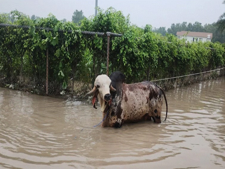 Delhi-NCR Floods: This Bull Rescued Amid Yamuna Flooding Is Priced Over Rs 1 Crore