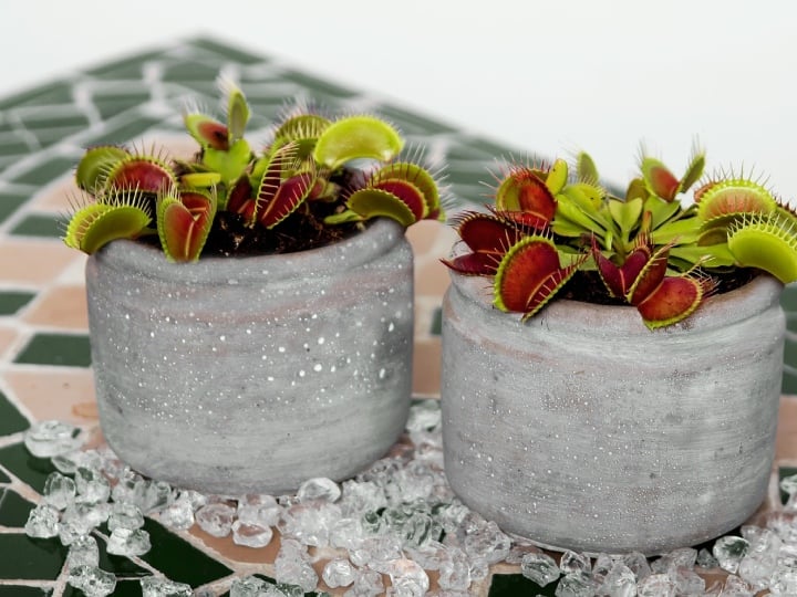 carnivorous plants that prey on moths and insects check list here ये हैं दुनिया के खतरनाक पौधे, अगर कोई पास में आया तो उसका कर लेते हैं शिकार! जरा संभलकर