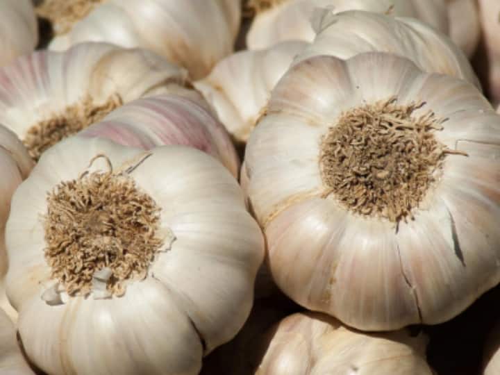 Rajasthan Garlic Price Kota Garlic Price garlic 300 rupaya per kg garlic in market ann Rajasthan Garlic Price: टमाटर, अदरक के बाद अब आसमान छू रहे लहसुन के भाव, 300 रुपये किलो तक पहुंच सकते हैं रेट