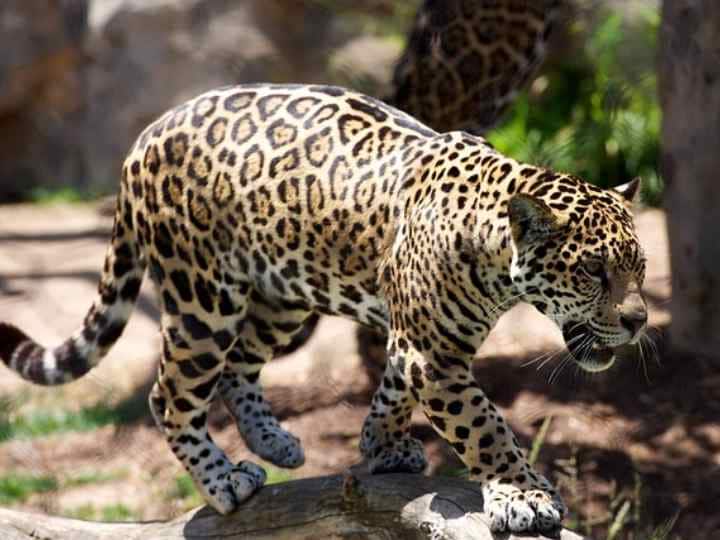 Gir Somnath: leopard attack on an old age woman while she doing work at home in sutrapada karadiya village દીપડાનો આતંકઃ ઘરની ઓસરીમાં બેસેલી 75 વર્ષીય વૃદ્ધાને દીપડો ઉઠાવી ગયો, પરિવાર બૂમાબૂમ કરતો રહ્યો ને...