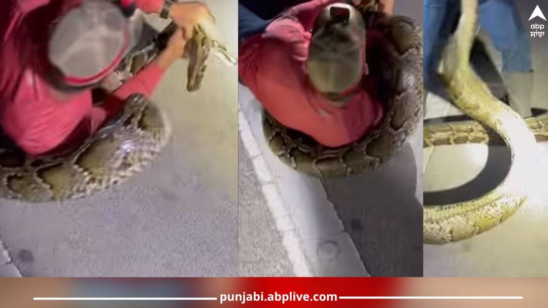 Viral Video: ਜਾਨ ਦੀ ਬਾਜ਼ੀ ਲਾ ਕੇ 22 ਸਾਲਾ ਵਿਦਿਆਰਥੀ ਨੇ ਫੜਿਆ ਸਭ ਤੋਂ ਲੰਬਾ ਅਜਗਰ, ਜ਼ਹਿਰੀਲੇ ਸੱਪ ਦਾ ਵੀਡੀਓ ਦੇਖ ਉੱਡ ਜਾਣਗੇ ਹੋਸ਼ video-goes-viral-longest-burmese-python-of-19-foot-caught-in-florida-us-by-college-student Viral Video: ਜਾਨ ਦੀ ਬਾਜ਼ੀ ਲਾ ਕੇ 22 ਸਾਲਾ ਵਿਦਿਆਰਥੀ ਨੇ ਫੜਿਆ ਸਭ ਤੋਂ ਲੰਬਾ ਅਜਗਰ, ਜ਼ਹਿਰੀਲੇ ਸੱਪ ਦਾ ਵੀਡੀਓ ਦੇਖ ਉੱਡ ਜਾਣਗੇ ਹੋਸ਼