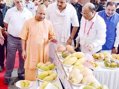 Mango Festival: लखनऊ में आम महोत्सव का उद्घाटन, तस्वीरों में देखें 725 से ज्यादा आमों की वैरायटी