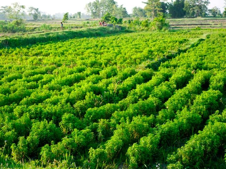 farmers will cultivate Mentha easy way to become a millionaire in 3 months अब किसान करेंगे 'हरे सोने' की खेती, 3 महीने में लखपति बनने का आसान तरीका