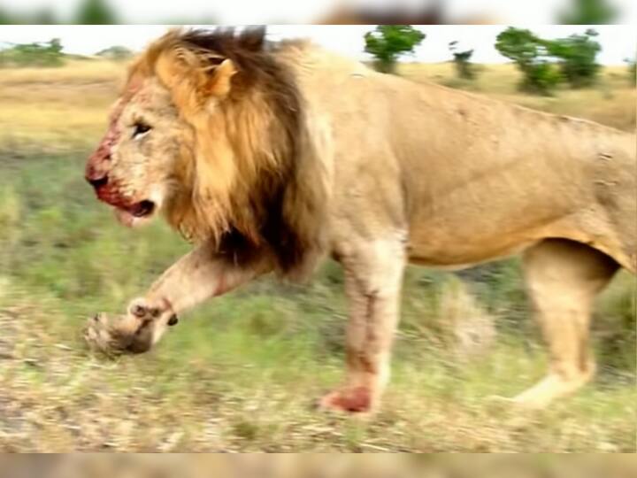 Two Lions Fight For A Lioness Watch Viral Video एक 'शेरनी' के लिए झगड़ पड़े दो शेर, बिगाड़ डाला एक दूसरे का हुलिया, Video देखकर खड़े हो जाएंगे रोंगटे