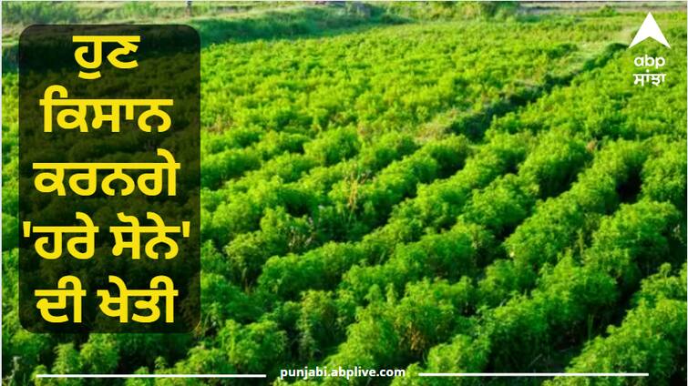 Now farmers will cultivate 'green gold', easy way to become a millionaire in 3 months ਹੁਣ ਕਿਸਾਨ ਕਰਨਗੇ 'ਹਰੇ ਸੋਨੇ' ਦੀ ਖੇਤੀ, 3 ਮਹੀਨੇ 'ਚ ਲੱਖਪਤੀ ਬਣਨ ਦਾ ਆਸਾਨ ਤਰੀਕਾ