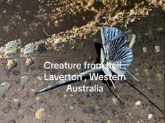 यहां मिला 'नरक का जीव' कहा जाने वाला कीड़ा, वीडियो देखने वालों के उड़े होश!