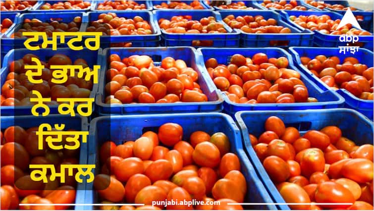 Tomato prices did wonders, this Indian farmer became a millionaire in a month Tomato Prices: ਟਮਾਟਰ ਦੇ ਭਾਅ ਨੇ ਕਰ ਦਿੱਤਾ ਕਮਾਲ, ਇੱਕ ਮਹੀਨੇ 'ਚ ਕਰੋੜਪਤੀ ਬਣੇ ਭਾਰਤ ਦੇ ਇਹ ਕਿਸਾਨ