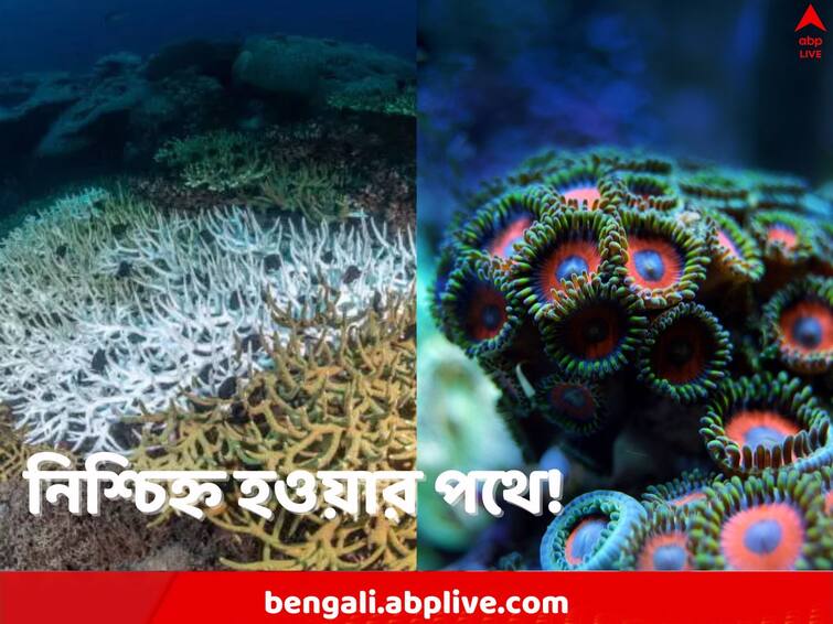 As Global Temperatures hit record high oceans become hotter affecting Corals as they have started bleaching Coral Reefs: সমুদ্রগর্ভের বৃষ্টি অরণ্য, বাস্তুতন্ত্রের অতন্দ্র প্রহরী, উষ্ণায়নের প্রকোপে রঙিন প্রবাল এখন বিবর্ণ, নিশ্চিহ্ন হওয়ার পথে