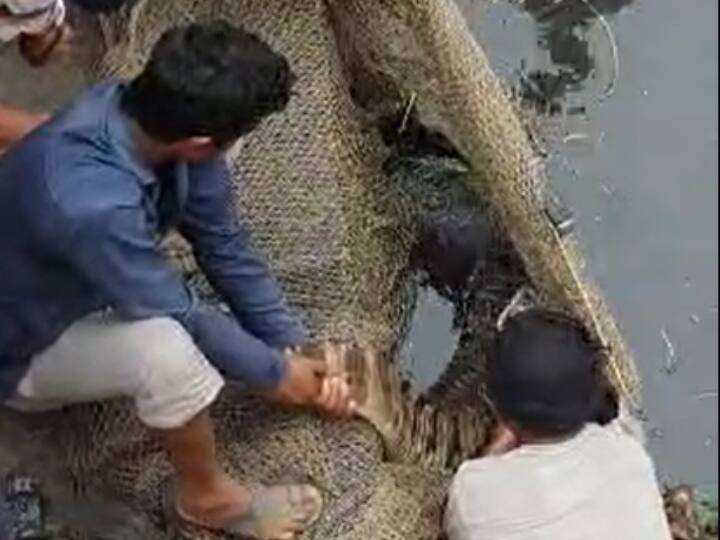 Pilibhit crocodile terror was spread in forest department team rescued and released ANN UP News: पीलीभीत में मगरमच्छ के रेस्क्यू के बाद लोगों ने ली राहत की सांस, 3 दिनों से था खौफ का मंजर