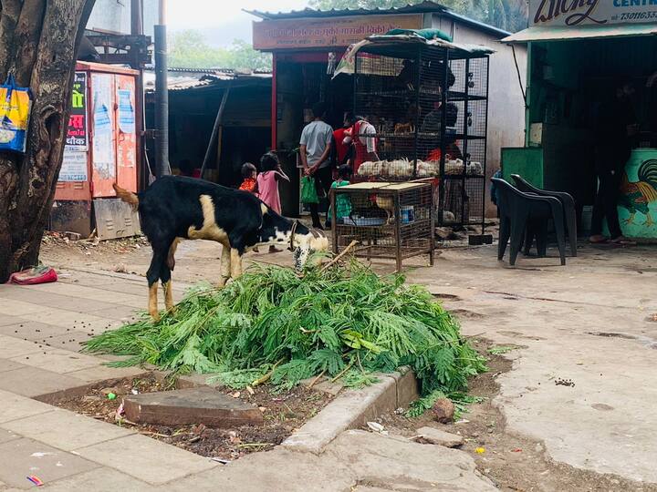 यामध्ये पुणेकर गर्दी करुन मासांहार घेण्यास रांगेत उभे असल्याचे दिसत आहे.