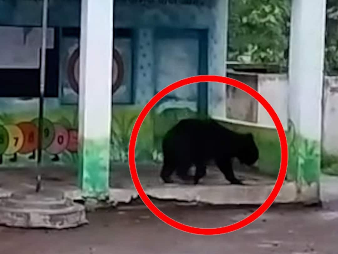 Nanded News: शाळेला जातो आम्ही....अस्वलाची शाळेत एन्ट्री अन्... A bear entered the adivasi school on Sunday at Mahur taluka Nanded Maharashtra Nanded News: शाळेला जातो आम्ही....अस्वलाची शाळेत एन्ट्री अन्...