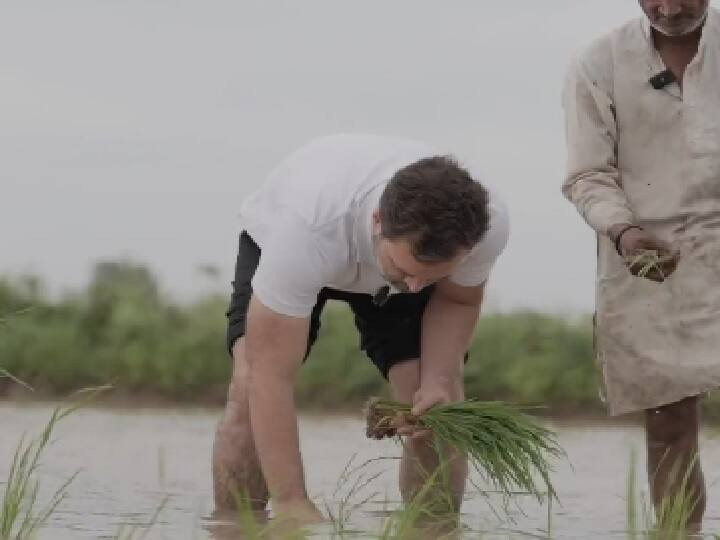 driving tractor planting paddy Congress Leader Rahul Gandhi shares new video Watch: धान रोपी, खेतों में ट्रैक्टर चलाया और किसानों के साथ खाया खाना... राहुल गांधी का नया अंदाज