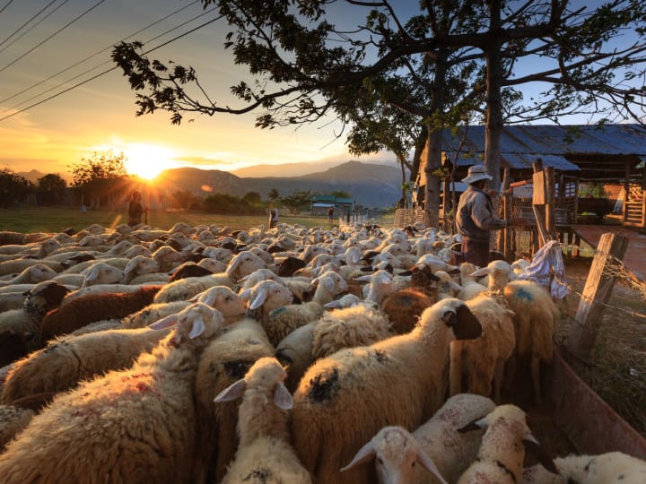 Due to drought in Afghanistan, the situation of livestock farmers is bad