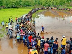 Ratnagiri News:  कोकणात नांगरणी स्पर्धा; गुडघाभर चिखलात सर्जा-राजाचा थरार, पंचक्रोशीतून 40 ते 50 बैल जोड्या सहभाग