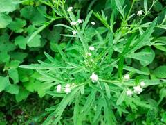 किसानों के लिए शाप है ये घास, एक बार उग गई तो बर्बाद हो जाएगी पूरी खेती