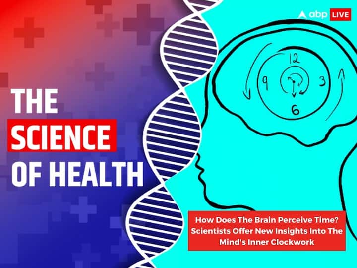 How Does The Brain Perceive Judge Understand Time The Science Of Health Brain Inner Clockwork The Science Of Health: How Does The Brain Perceive Time? Scientists Offer New Insights Into The Mind's Inner Clockwork