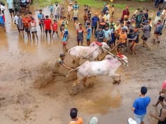 Ratnagiri News:  कोकणात नांगरणी स्पर्धा; गुडघाभर चिखलात सर्जा-राजाचा थरार, पंचक्रोशीतून 40 ते 50 बैल जोड्या सहभाग