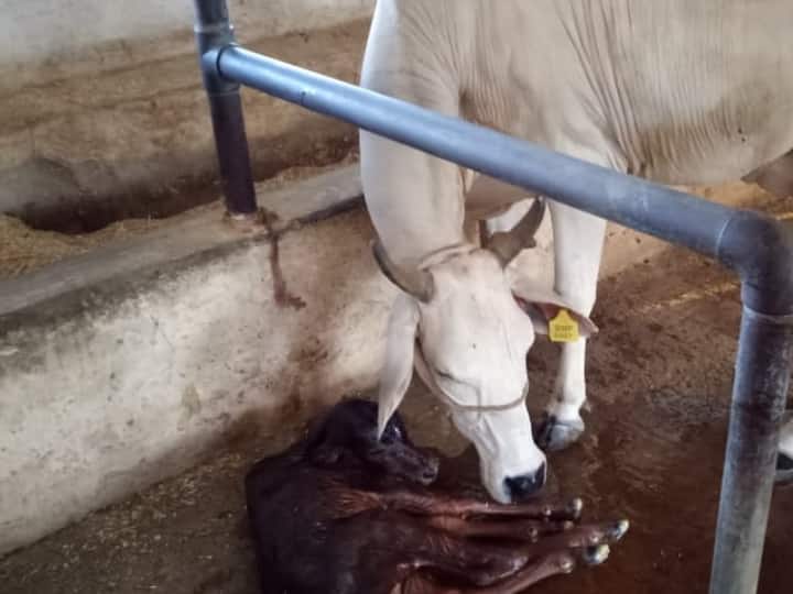 ​The most attractive and milkiest breed is the malvi cow ​मालामाल कर देगी एमपी की मालवी गाय, सबसे ज्यादा दूध देने वाली नस्लों में से है एक