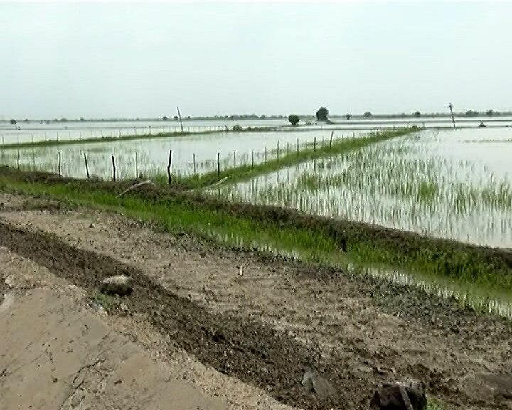 Dhandhuka: ગુજરાતના આ ગામમાં 5 વર્ષથી નથી થઈ વાવણી, પોતાના ખેતર હોવા છતા બીજે મજૂરીએ જાય છે ખેડૂતો
