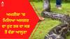 ਅਮਰੀਕਾ 'ਚ ਮਿਲਿਆ ਅਜਗਰ ਦਾ ਹੁਣ ਤਕ ਦਾ ਸਭ ਤੋਂ ਵੱਡਾ ਆਲ੍ਹਣਾ