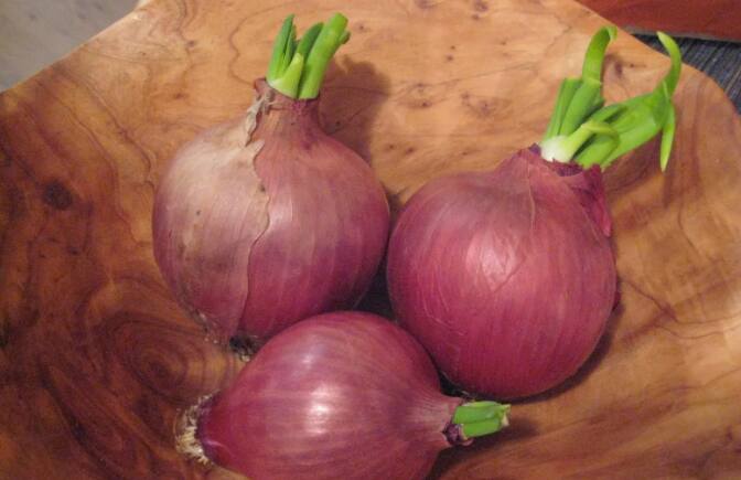 कांदे-बटाटे उबदार ठिकाणी ठेऊ नका.  पावसाळ्यात शक्यतो हवेशीर ठिकाणी कांदे-बटाटे साठवून ठेवा, यामुळे त्यांना लवकर कोंब फुटणार नाही. उबदार ठिकाणी कांदे-बटाटे ठेवल्यास ते सडतात.