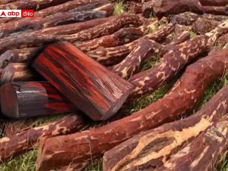 Tirupati Crime: Task Force police arrests 20 Red sandalwood smugglers in Tirupati District DNN Tirupati Crime: 20 మంది తమిళ స్మగ్లర్ల అరెస్టు - ఎర్రచందనం దుంగలు స్వాధీనం చేసుకున్న టాస్క్ ఫోర్స్