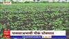 Hingoli Farmers : हिंगोलीत स्प्रिंकलरने पिकांना पाणी देण्याची वेळ,पाऊस न झाल्याने पिकांची वाढ खुंटली