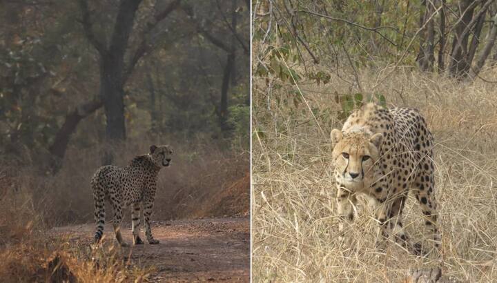 Even after the death of 8 cheetahs in 4 months, Union Forest Minister said, 