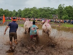 Ratnagiri News:  कोकणात नांगरणी स्पर्धा; गुडघाभर चिखलात सर्जा-राजाचा थरार, पंचक्रोशीतून 40 ते 50 बैल जोड्या सहभाग
