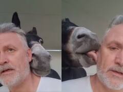 Funny Video: ਗਧੇ ਨਾਲ ਸੈਲਫੀ ਲੈਣ ਲੱਗਾ ਵਿਅਕਤੀ, ਜਾਨਵਰ ਨੇ ਕੀਤੀ ਸ਼ਰਾਰਤ, ਚਬਾਉਣ ਲੱਗਾ ਮਾਲਕ ਦੇ ਕੰਨ!