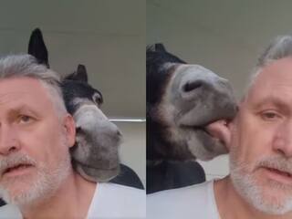 Funny Video: ਗਧੇ ਨਾਲ ਸੈਲਫੀ ਲੈਣ ਲੱਗਾ ਵਿਅਕਤੀ, ਜਾਨਵਰ ਨੇ ਕੀਤੀ ਸ਼ਰਾਰਤ, ਚਬਾਉਣ ਲੱਗਾ ਮਾਲਕ ਦੇ ਕੰਨ!