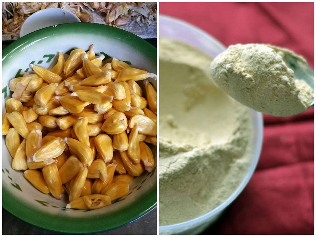 JackFruit Flour: డయాబెటిస్ ఉన్నవారికి ఔషధం పనస పిండి - బియ్యం, గోధుమలకు బదులు దీన్ని వాడండి Jackfruit flour is a medicine for diabetics - use it instead of rice and wheat JackFruit Flour: డయాబెటిస్ ఉన్నవారికి ఔషధం పనస పిండి - బియ్యం, గోధుమలకు బదులు దీన్ని వాడండి