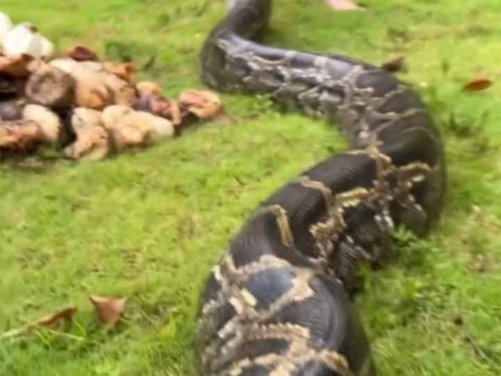 US Florida Burmese female python nest found with 111 eggs in Everglades ...
