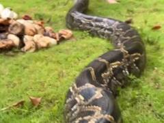 अमेरिका में मिला अब तक का सबसे बड़ा अजगर का घोंसला, 111 अंडे भी मिले, बनाया रिकॉर्ड