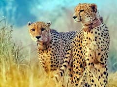 तो इसलिए हो रही कूनो में चीतों की मौत! चौंकाने वाली वजह आई सामने, विशेषज्ञों ने चेताया