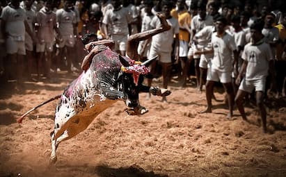 madurai Jallikattu festival begins pongal 2025 festival tnn Jallikattu : மதுரை ஜல்லிக்கட்டு திருவிழா ஆரம்பம்  மாடுபிடிக்க ரெடியா பாஸ்..!