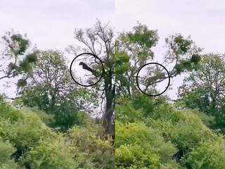 बहुत शातिर जानवर है तेंदुआ, पेड़ पर आराम से बैठे बंदर का खौफनाक तरीके से किया शिकार, देखें VIDEO