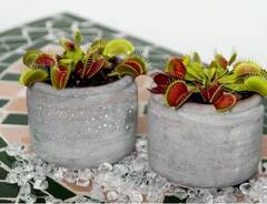 ਸਾਵਧਾਨ! ਭੁੱਲ ਕੇ ਵੀ ਨਾ ਜਾਓ ਇਨ੍ਹਾਂ ਬੂਟਿਆਂ ਨੇੜੇ, ਨਹੀਂ ਤਾਂ ਤੁਹਾਨੂੰ ਹੀ ਬਣਾ ਲੈਣਗੇ ਸ਼ਿਕਾਰ!