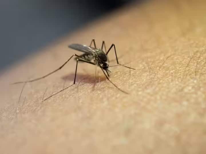 Dengue In Delhi: बाढ़ के बाद दिल्ली में बढ़ रहा 'डेंगू' का खतरा, एक हफ्ते में समाने आए 27 नए मामले Delhi after floods Dengue threat rises 27 new cases reported in one week Dengue In Delhi: बाढ़ के बाद दिल्ली में बढ़ रहा 'डेंगू' का खतरा, एक हफ्ते में समाने आए 27 नए मामले