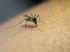 बाढ़ के बाद दिल्ली में बढ़ रहा 'डेंगू' का खतरा, एक हफ्ते में समाने आए 27 नए मामले