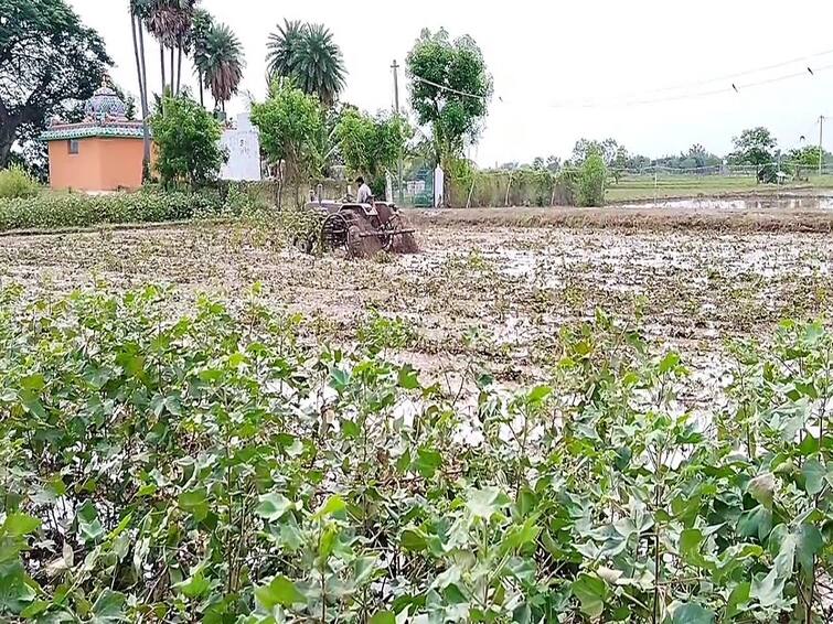Thiruvarur farmer left a tractor in the cotton field to protest against not getting the right price for cotton TNN Thiruvarur: பருத்திக்கு உரிய விலை கிடைக்கல; வயலில் டிராக்டர் விட்டு அடித்த விவசாயி